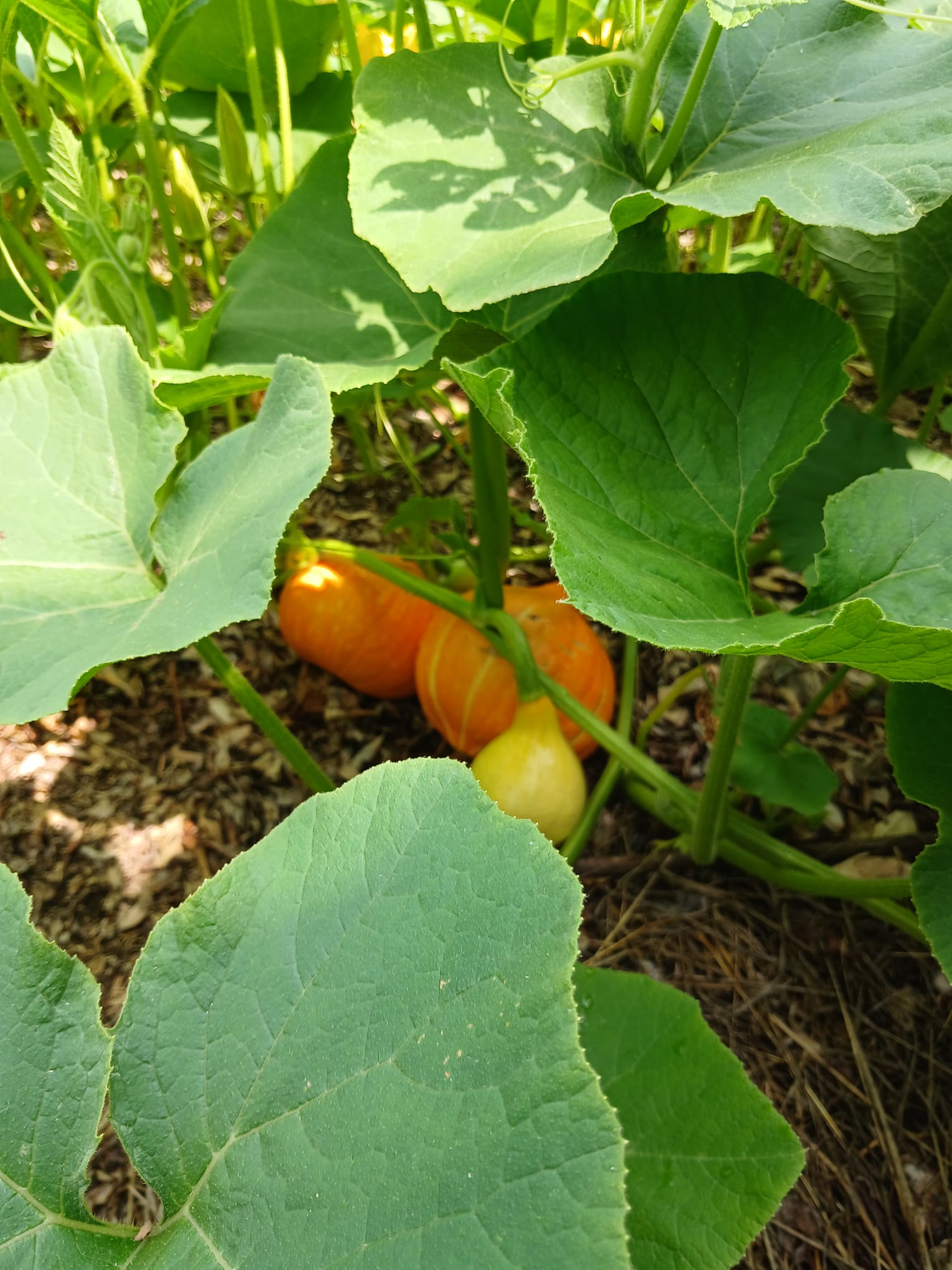Potimarrons 1